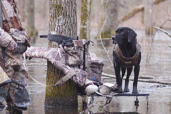Hunting Dog on Alabama Black Belt public hunting lands