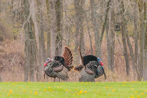 Turkey on Alabama Black Belt public hunting lands