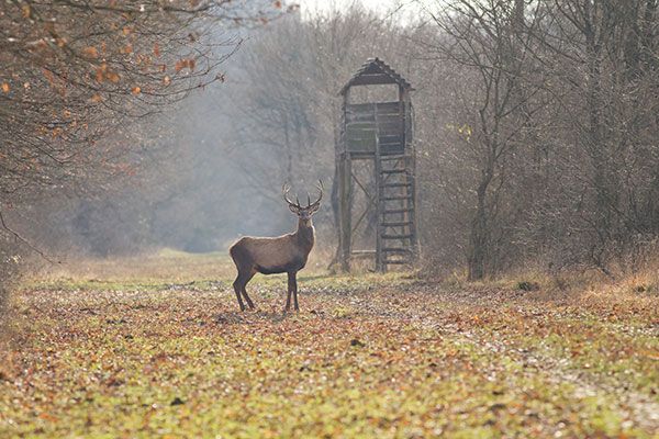 Deer on Alabama Black Belt public hunting lands