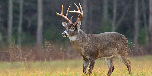 Alabama deer hunting