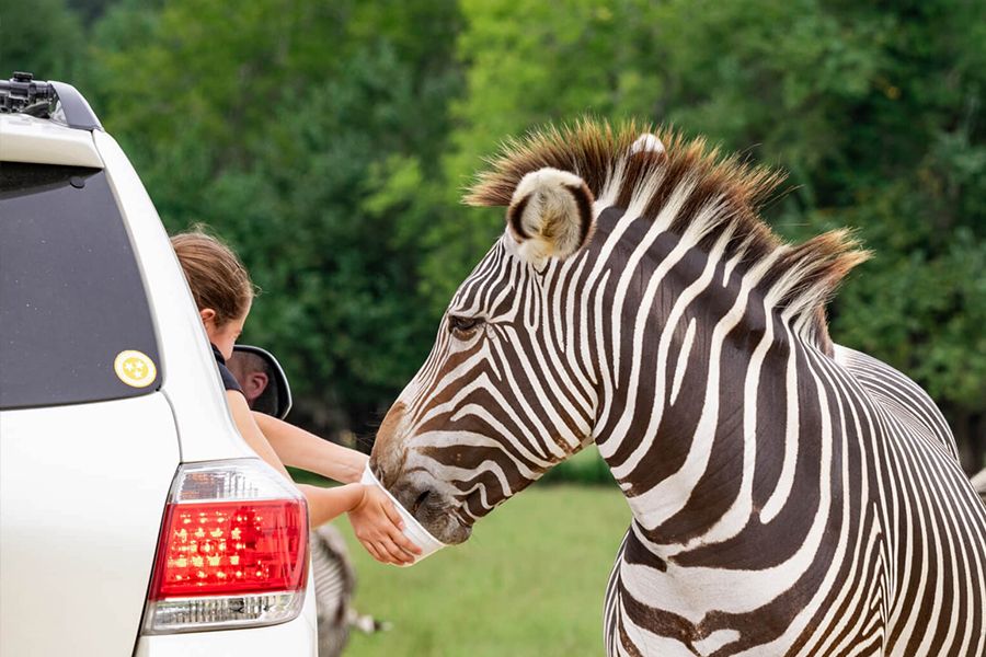 Kids Feeding Zebra in Alabama Black Belt
