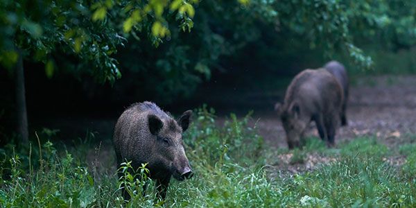 Alabama Black Belt hunting of wild boar