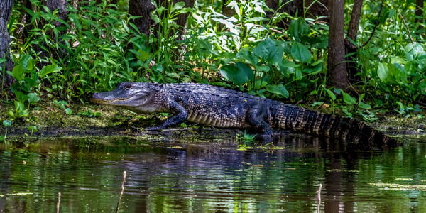 Alligator Hunting in Alabama Black Belt